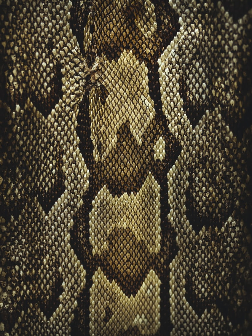 Snake Skin , Snake Texture HD phone wallpaper
