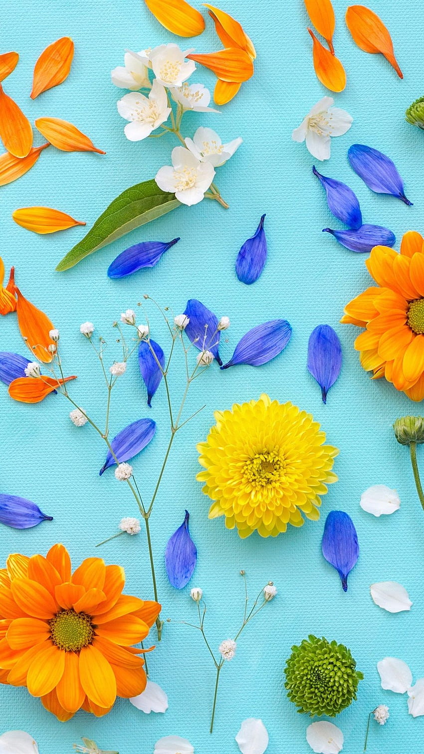 Chrysanthemum, petals, yellow flowers, blue background HD phone wallpaper