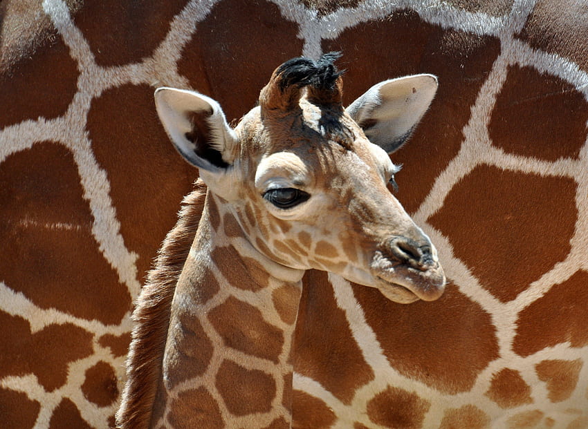 *** Giraffe ***, zwierze, duza, mala, zyrafa HD wallpaper