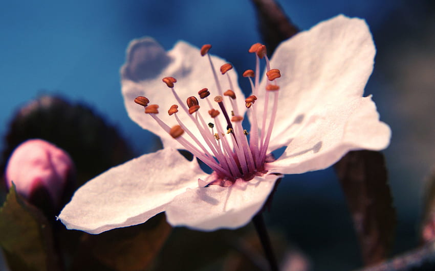 Blume, Makro, Licht, Hellfarbig, Staubblätter, Stempel, Schädlinge HD-Hintergrundbild
