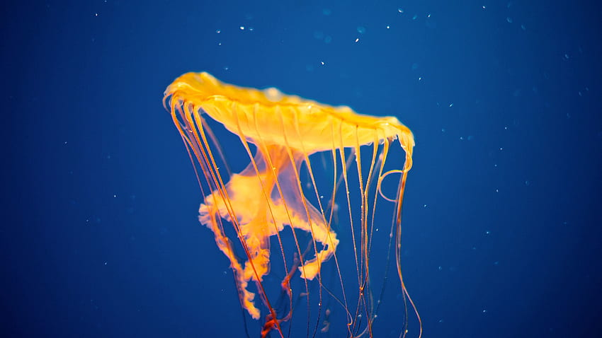 Zwierzęta, meduzy, podwodny świat, pływać, pływać Tapeta HD