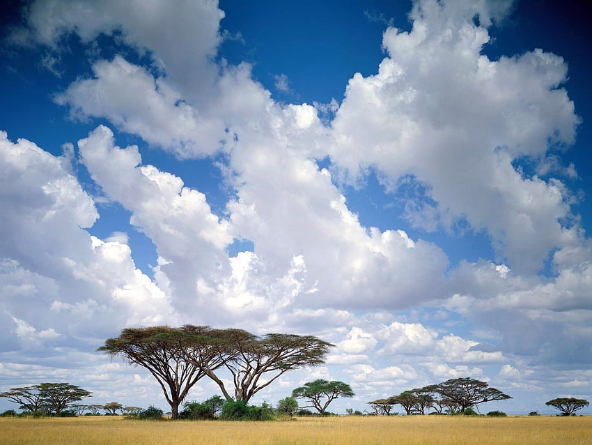 自然: マサイマラ国立保護区、ケニア、nr。 37154 高画質の壁紙