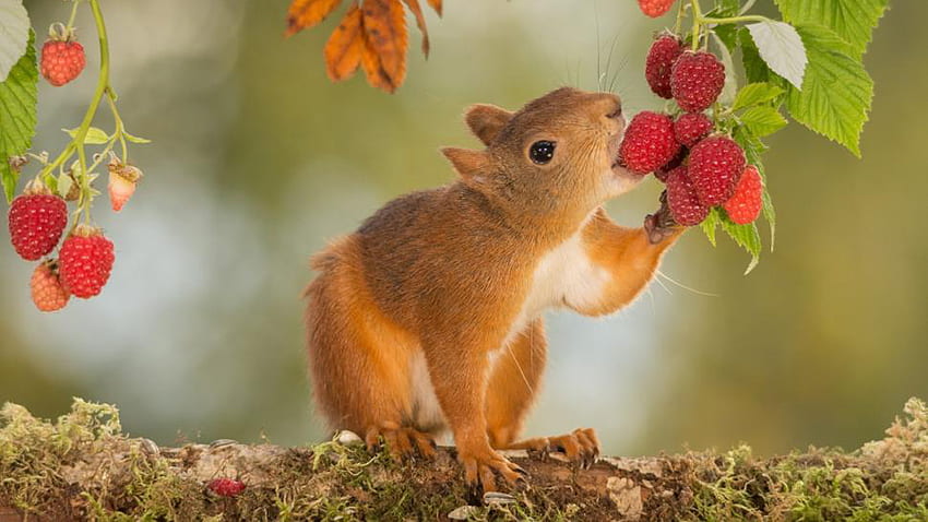 Braunes Eichhörnchen isst rote Himbeeren, die auf Sand in unscharfem grünem Hintergrund stehen Eichhörnchen HD-Hintergrundbild