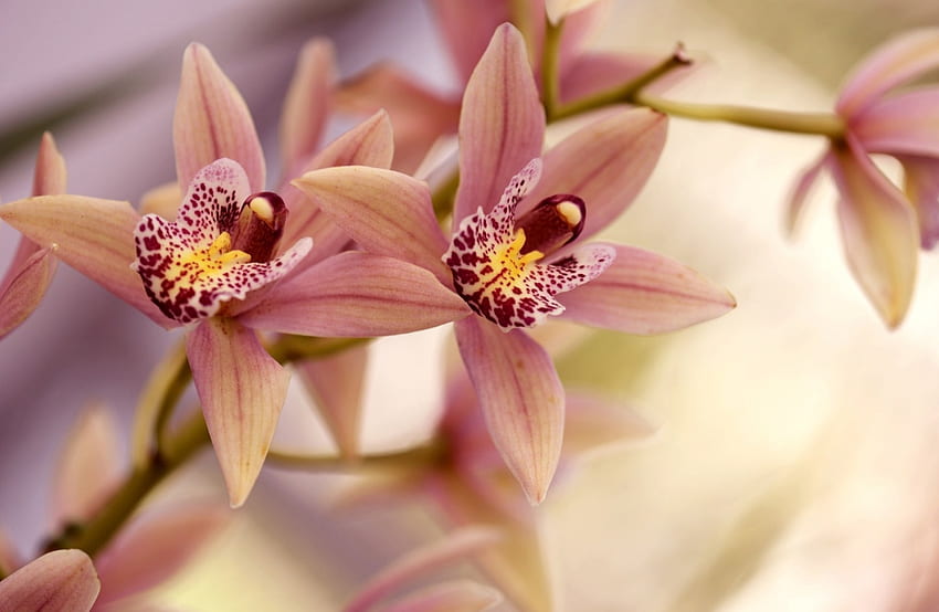 Orchids, pink, yellow, flower, green, red, soft, orchid HD wallpaper