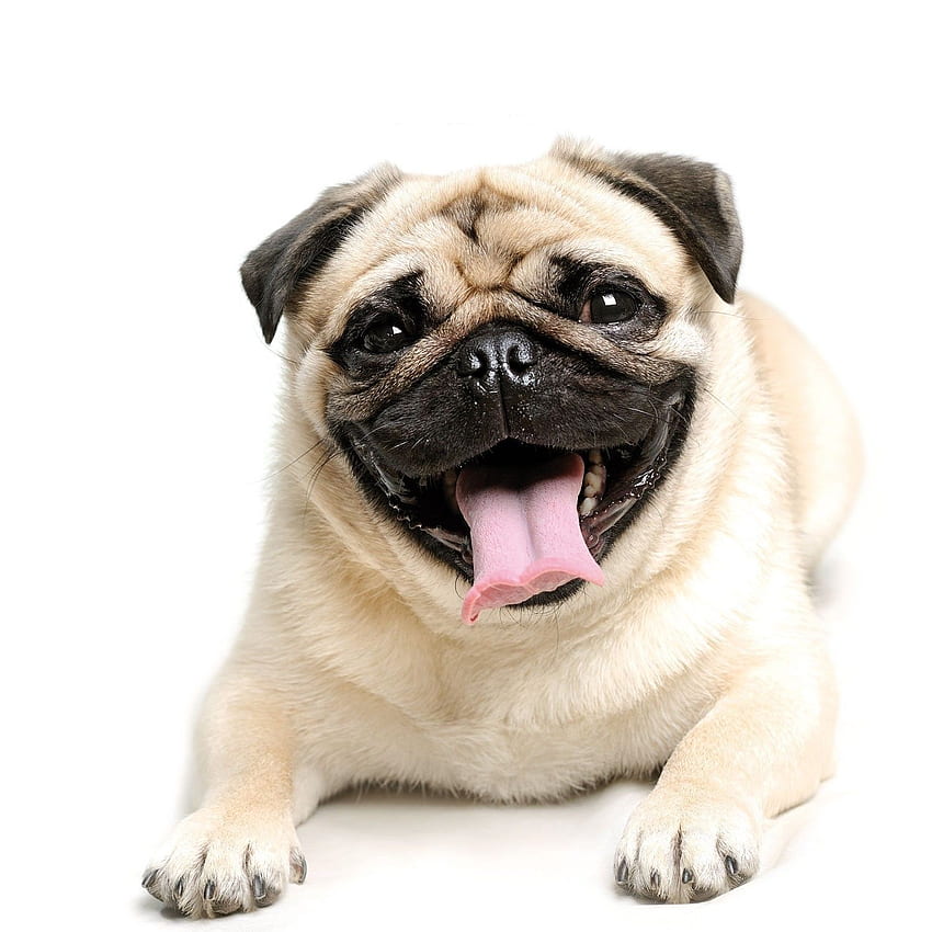 Pug , Screensaver, Background. Dog training obedience, Pugs funny, Smart dog, Space Pug HD phone wallpaper