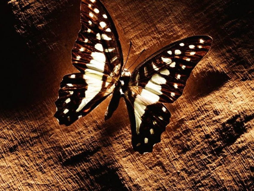 Spotted Butterfly, white, brown cloth, black HD wallpaper