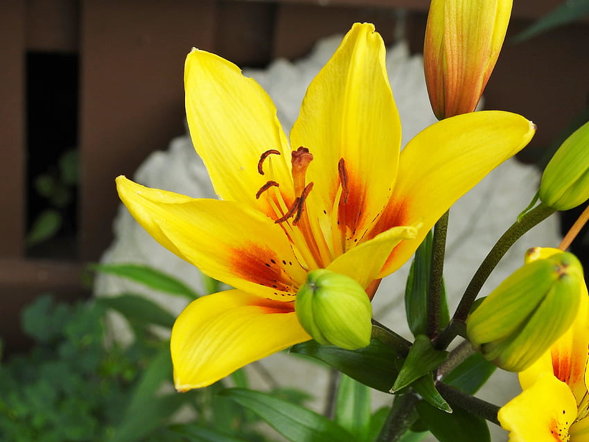 Day Lilies, Yellow, graphy, Flowers, Nature HD wallpaper