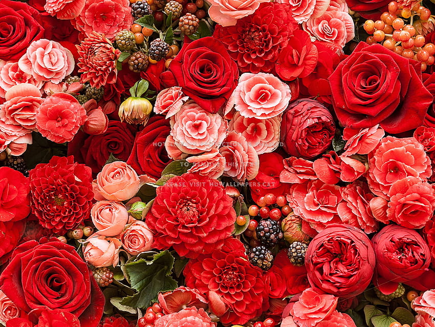 цветя рози много далии ранункулус червено HD тапет