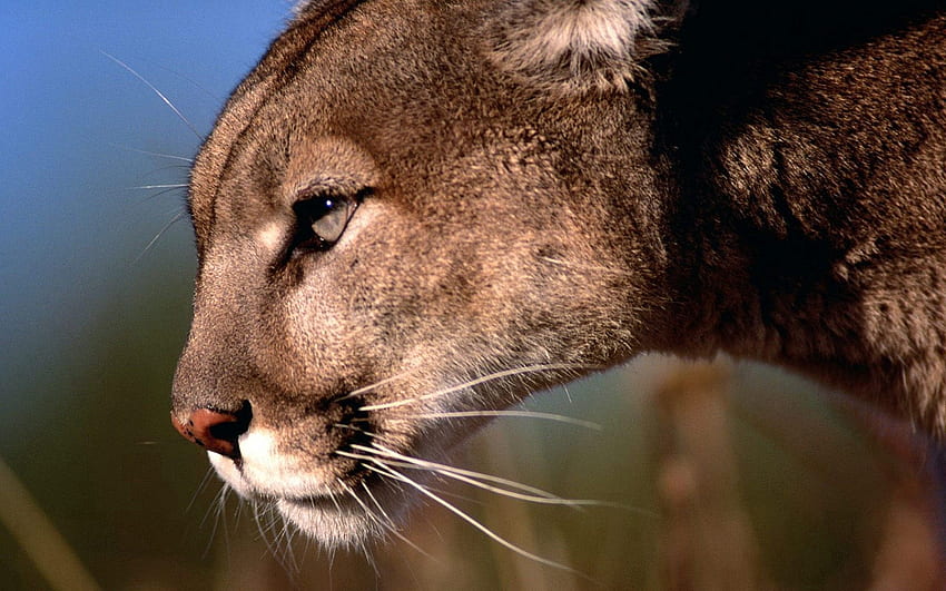 Tiere, Puma, Schnauze, Raubtier, Raubkatze, Profil HD-Hintergrundbild