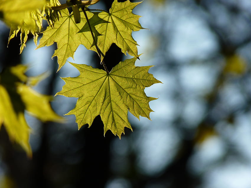 Nature, Blur, Smooth, Sheet, Leaf, Maple HD wallpaper