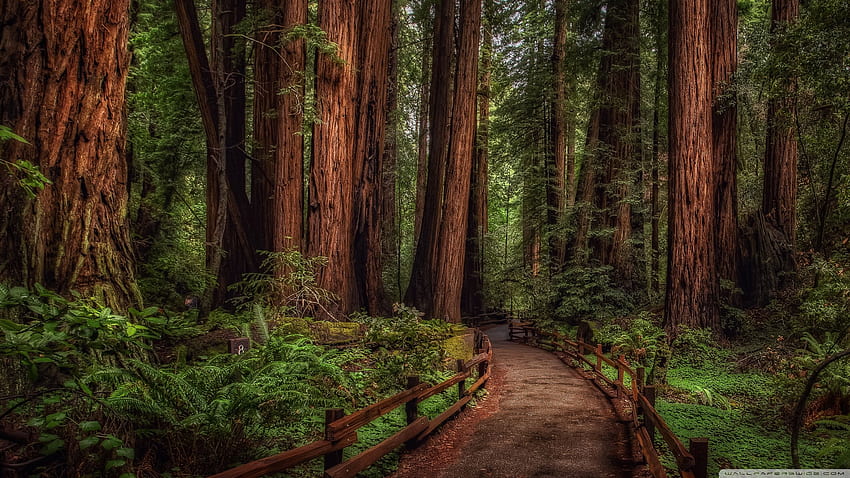 Cathedral Grove Rainforest Ultra Background HD wallpaper