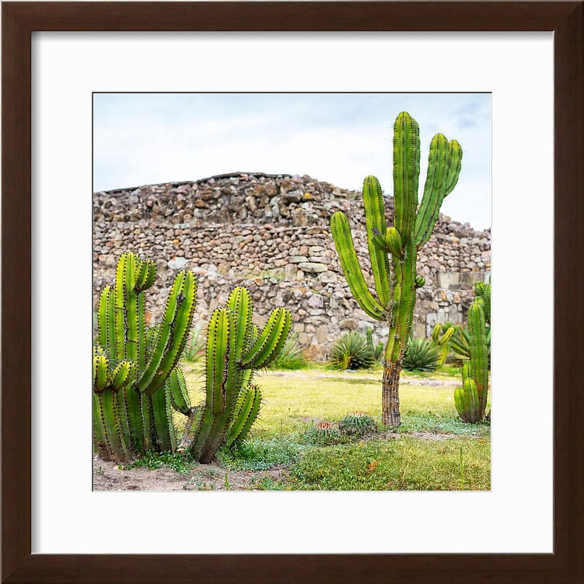 Cactus messicano, Messico Cactus Sfondo del telefono HD