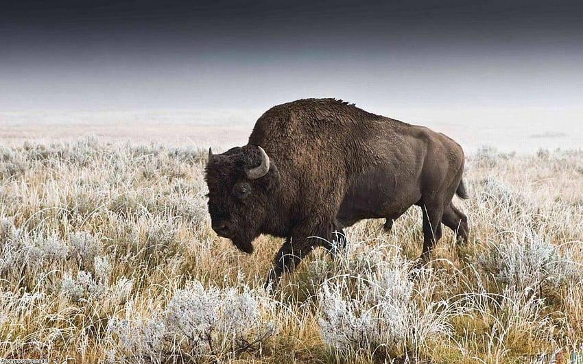 american buffalo . Buffalo, american bison , White Buffalo HD wallpaper