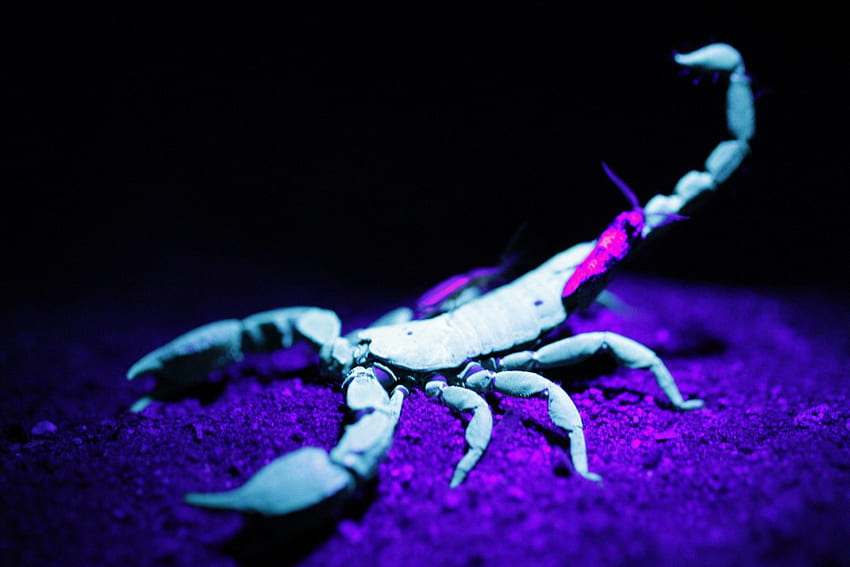 Scorpion, Blue Scorpion HD wallpaper | Pxfuel