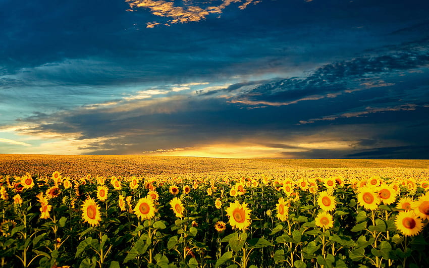 Bidang bunga matahari, bidang, bunga matahari, matahari terbenam, bunga Wallpaper HD