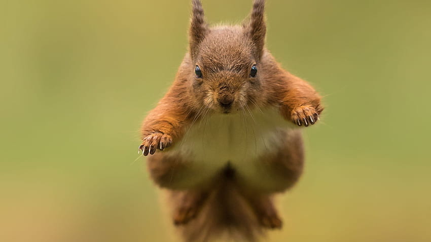 Red, Rodent, Jump, Animal, Squirrel, , , Background, B48cae, Red Squirrel HD wallpaper
