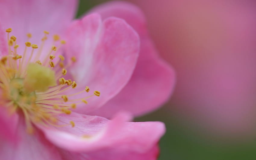 Pink, Briar, Flower, Macro, Rose Flower, Rose, Petals, Color HD wallpaper