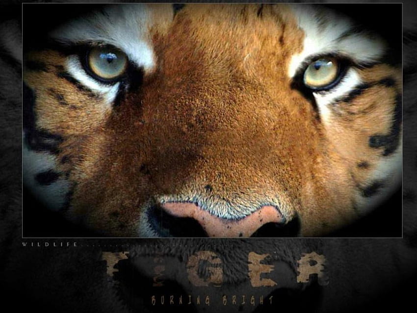 Oczy na U, natura, dziki, tygrys, zwierzęta Tapeta HD
