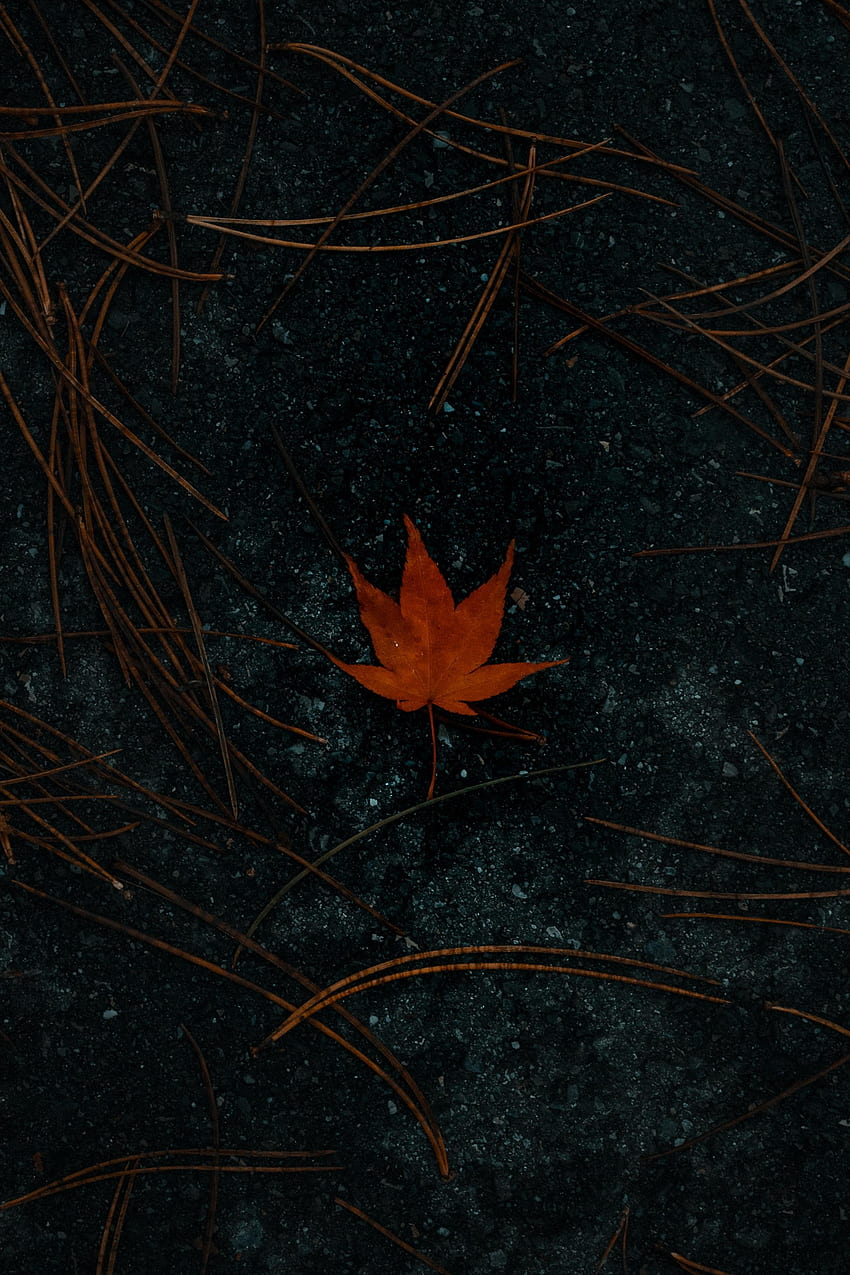 Herbst, Makro, Asphalt, Prospekt, Ahorn HD-Handy-Hintergrundbild