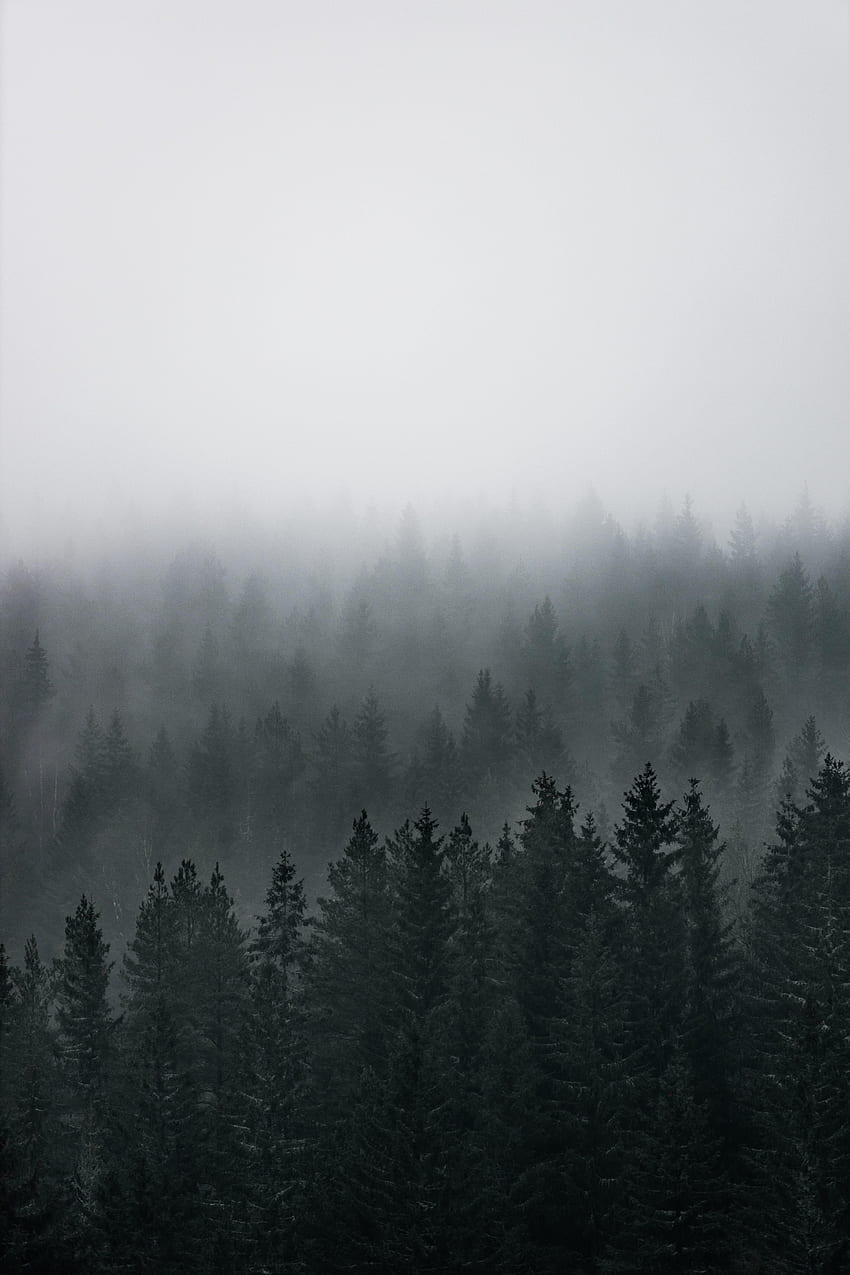 Nature, Trees, Pine, View From Above, Coniferous, Forest, Fog HD phone wallpaper