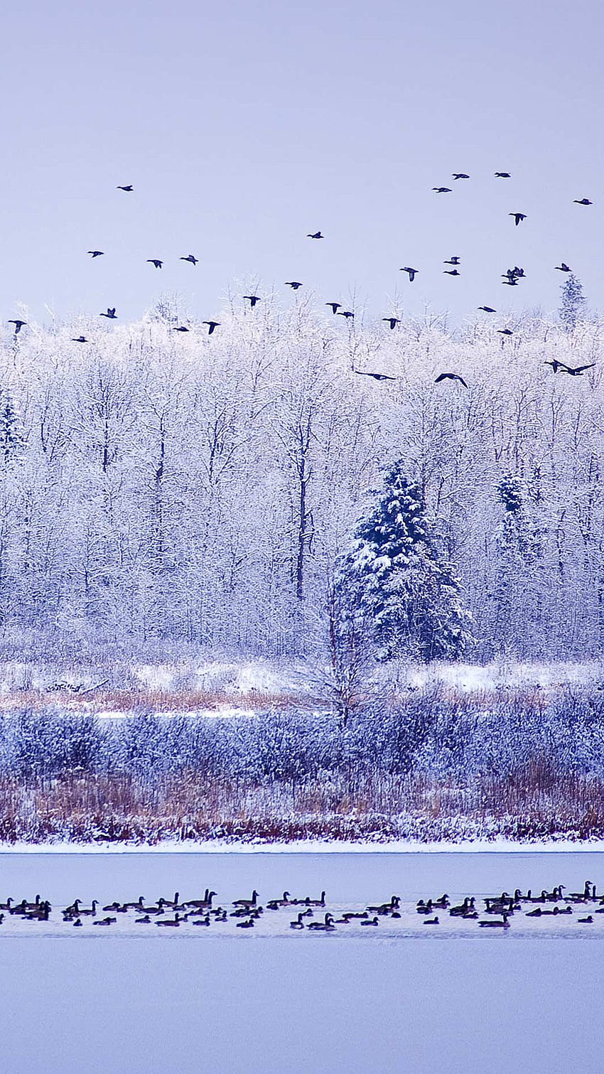 冬の川の渡り鳥 iPhone 6 . アイフォン、アイパッド。 Nature iphone , Nature iphone, 自然, クリスマスの鳥 HD電話の壁紙