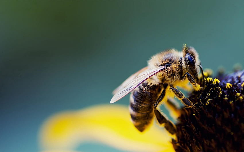 Blume, Makro, Biene, Pollen, Bestäubung HD-Hintergrundbild