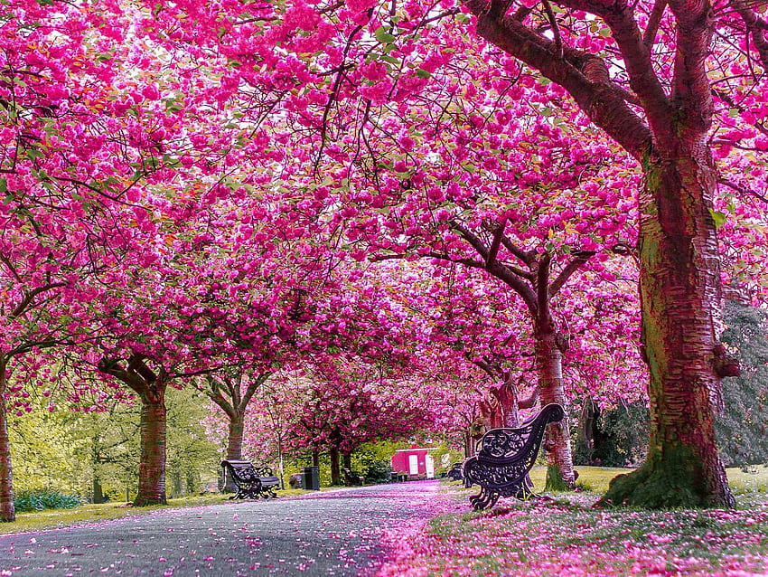 런던의 봄꽃을 볼 수 있는 곳. 아름다운 풍경 HD 월페이퍼