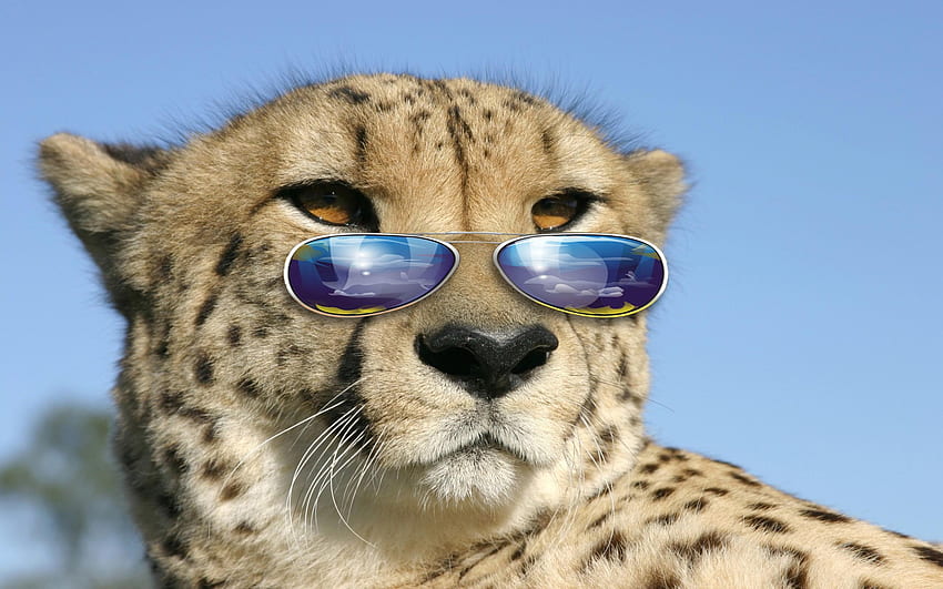 Cool Big Cat : : High Definition : Fullscreen, Cat Wearing Glasses HD wallpaper