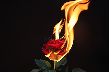 HD wallpaper: red rose flower burning, leisure activities, adventure, fire  | Wallpaper Flare