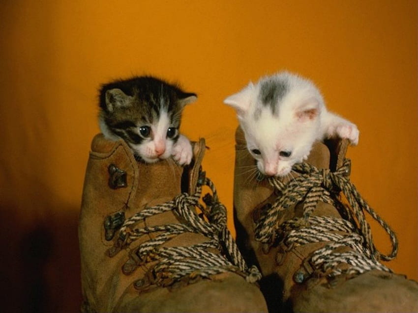 kucing di sepatu bot, coklat, sepatu bot, duduk, anak kucing Wallpaper HD