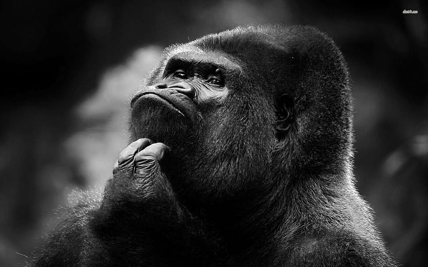 Berpikir gorila - Hewan Wallpaper HD