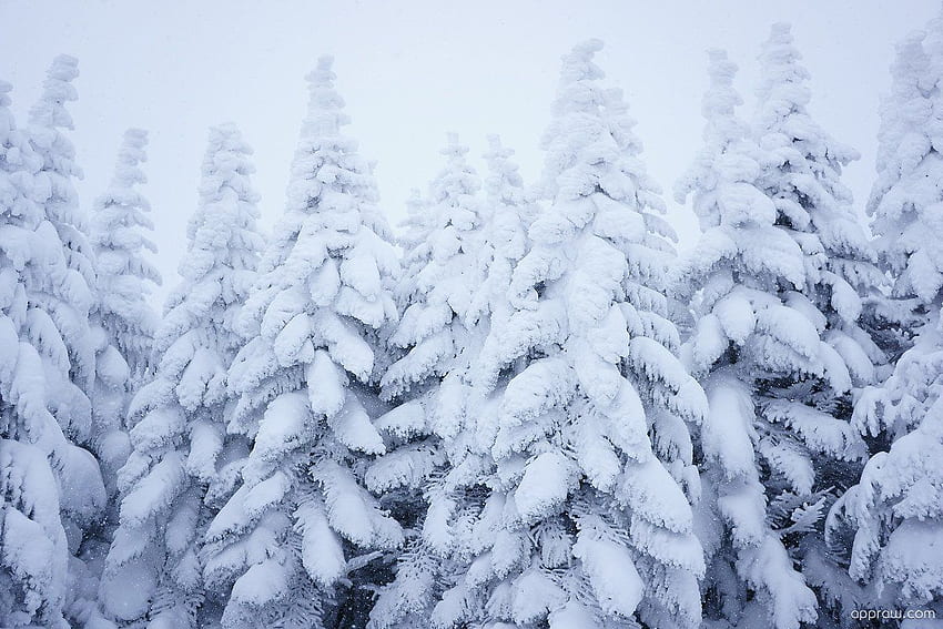 Snow Pine Trees Christmas Appraw [] für Ihr , Handy und Tablet. Entdecken Sie Weihnachtskiefern. Weihnachtskiefern, Winterkiefer HD-Hintergrundbild