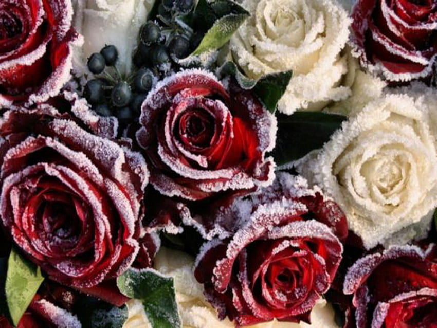 gefroren, rosen, rot, schönheit HD-Hintergrundbild