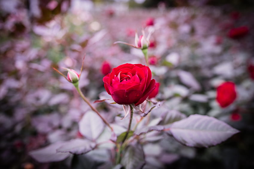 Blumen, Rosenblüte, Rose, Knospe, Unschärfe, glatt, Stiel, Stiel HD-Hintergrundbild