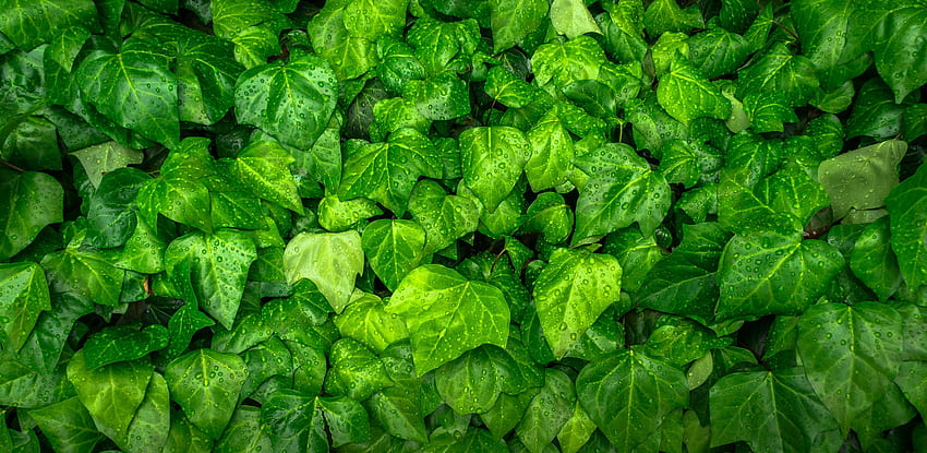 ivy, leaves, drops, green, plant HD wallpaper
