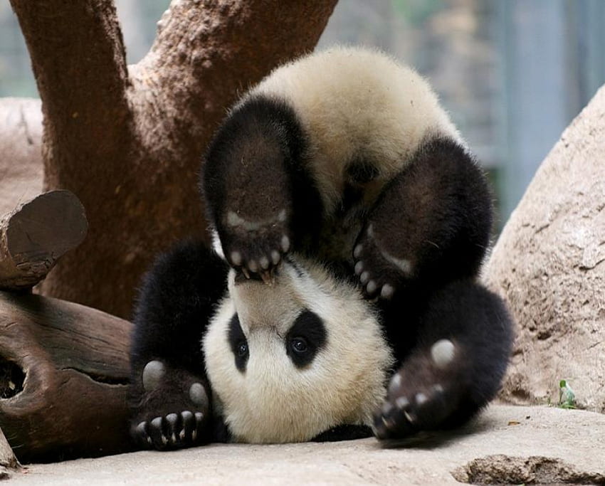 Една различна гледна точка, черно и бяло, сняг, млад, сладък, с главата надолу, дърво, панда HD тапет