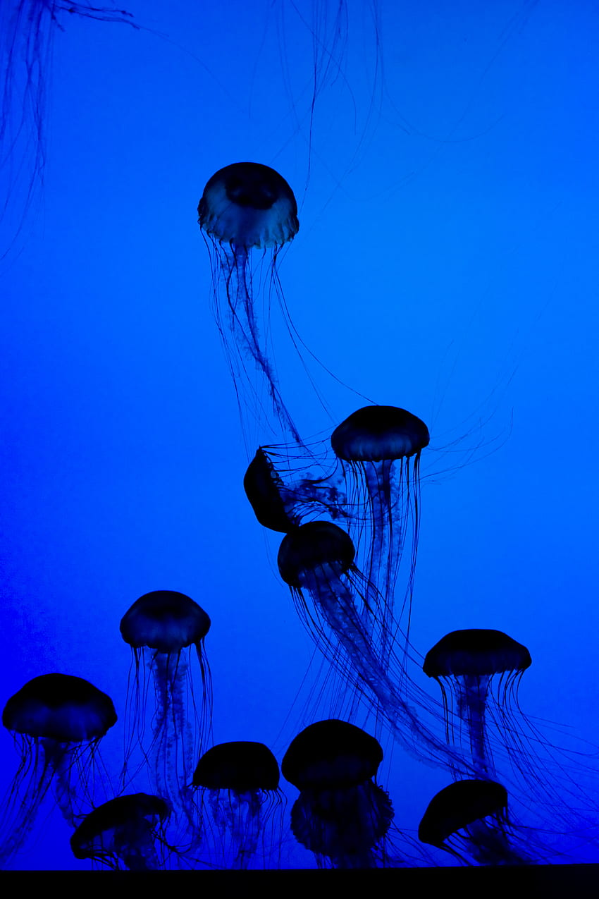 Animals, Jellyfish, Dark, Underwater World, Tentacles HD phone wallpaper