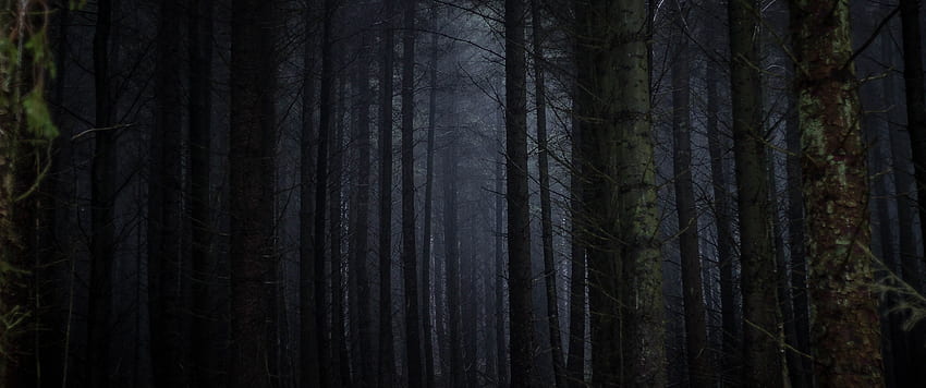 Dark Forest, Fog, Scary, Trees , Dark Scary Forest HD wallpaper | Pxfuel