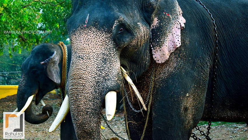 er atemberaubend attraktive asiatische Elefanten Kerala Rahul Raj rj Grafik 14 Hintergrund HD-Hintergrundbild