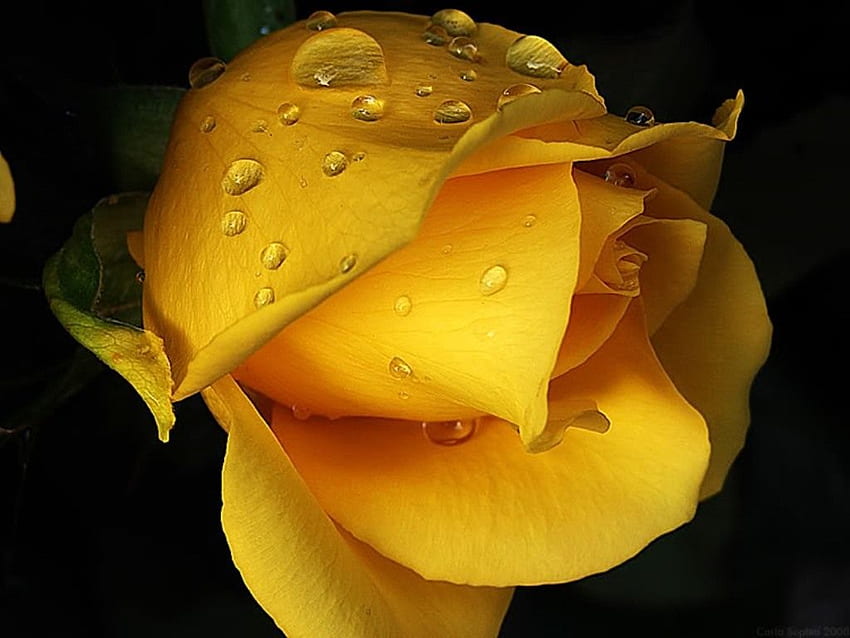 Eleganckie obramowanie w żółte róże (strona 1) Tapeta HD