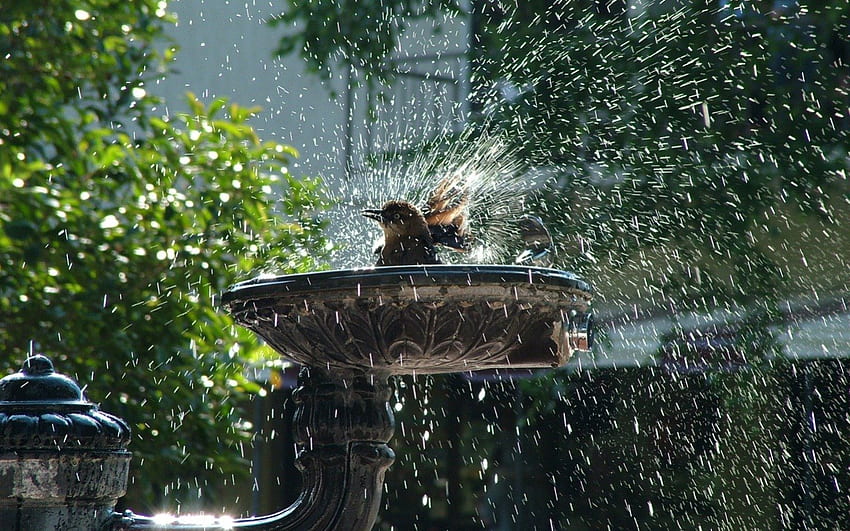 TAKING A BATH, gardens, rain, refreshing, trees, sprinkler, birdbath, droplets HD wallpaper