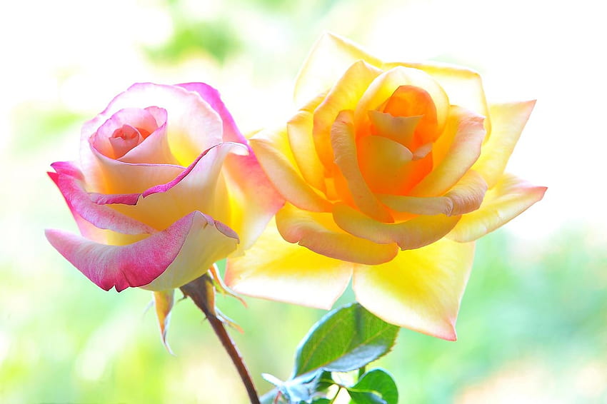 Roses, two, rose, pink, yellow HD wallpaper
