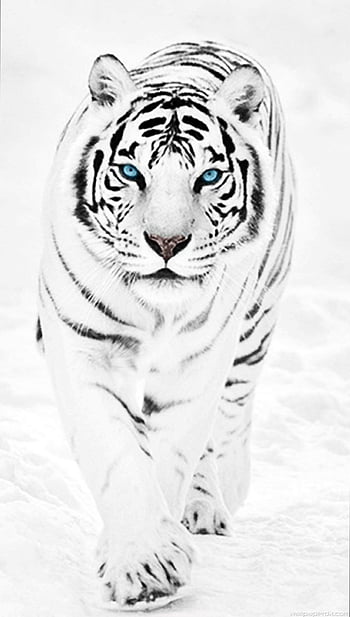 white tiger wallpaper desktop