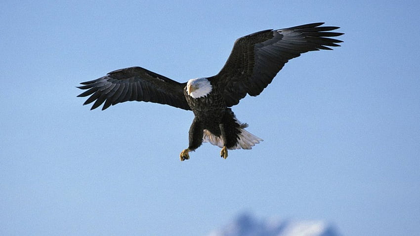 Bald Eagle, BEAUTY, BIRDS OF PREY, NATURE, EAGLES HD wallpaper