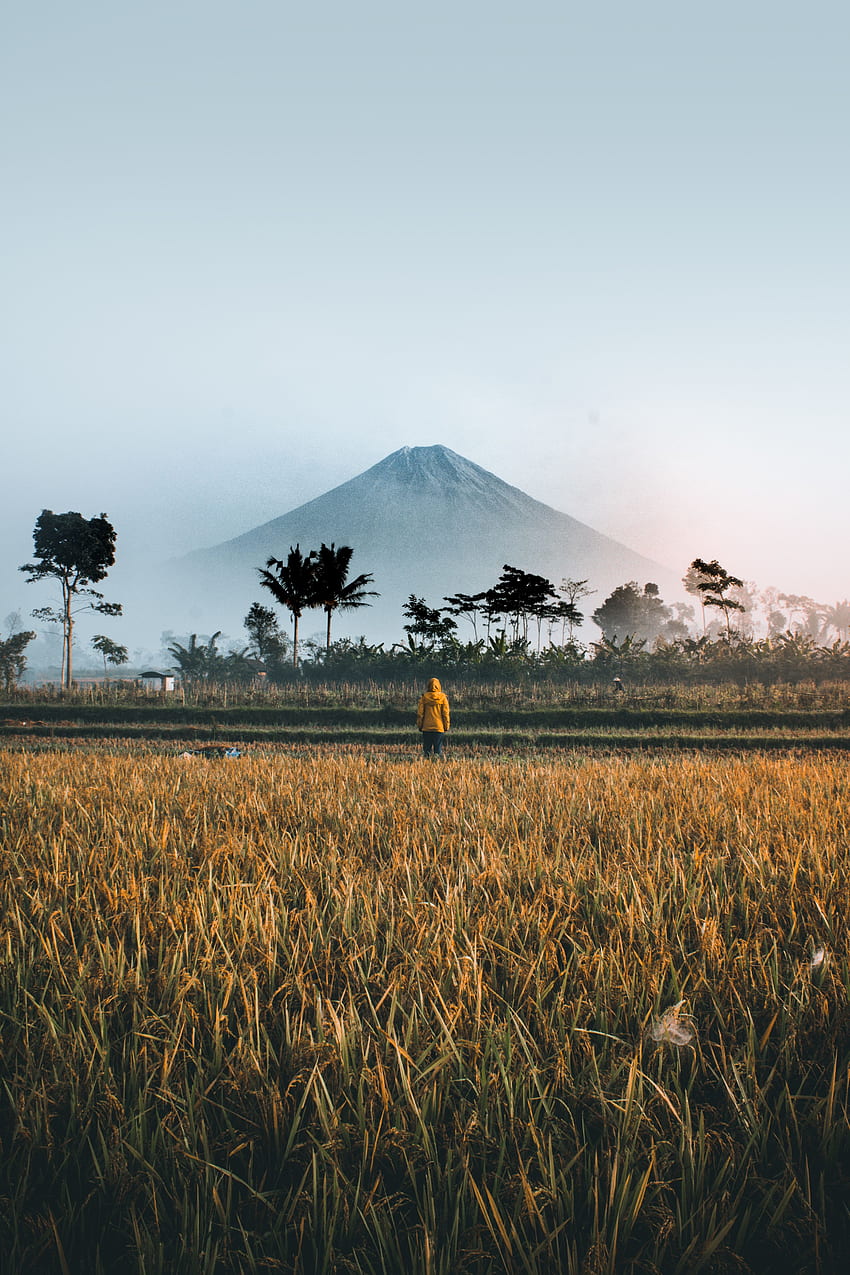 Natura, palmy, góra, prywatność, odosobnienie, pole, samotność, Indonezja Tapeta na telefon HD
