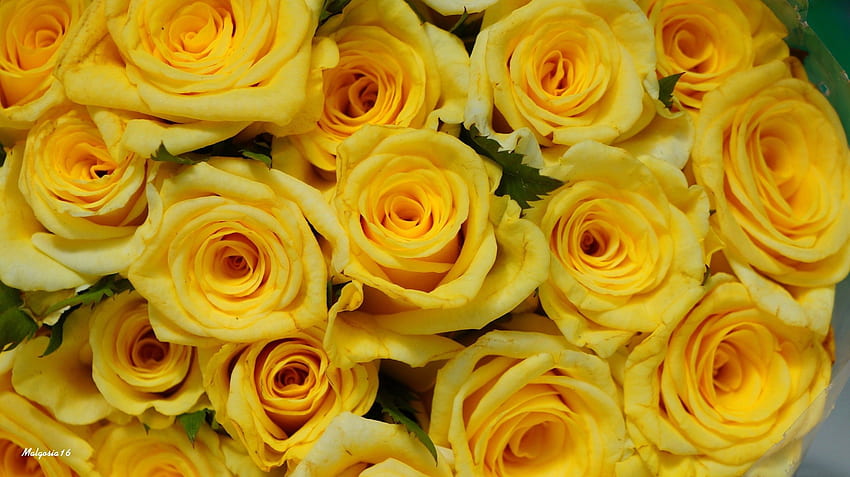 Yellow Roses, Aesthetic Yellow Rose HD wallpaper | Pxfuel