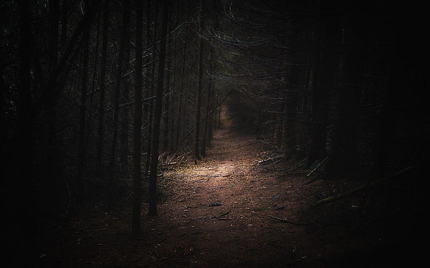 暗い森、暗い森の道 高画質の壁紙