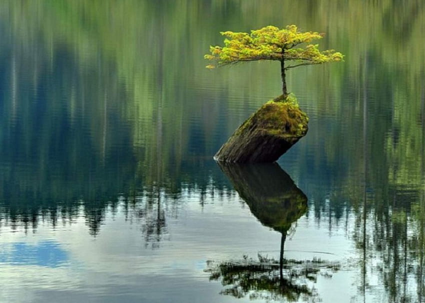 Survivor, grow, moss, beautiful, tree, root, plant, ripple, gren, reflection, log, growth, water HD wallpaper
