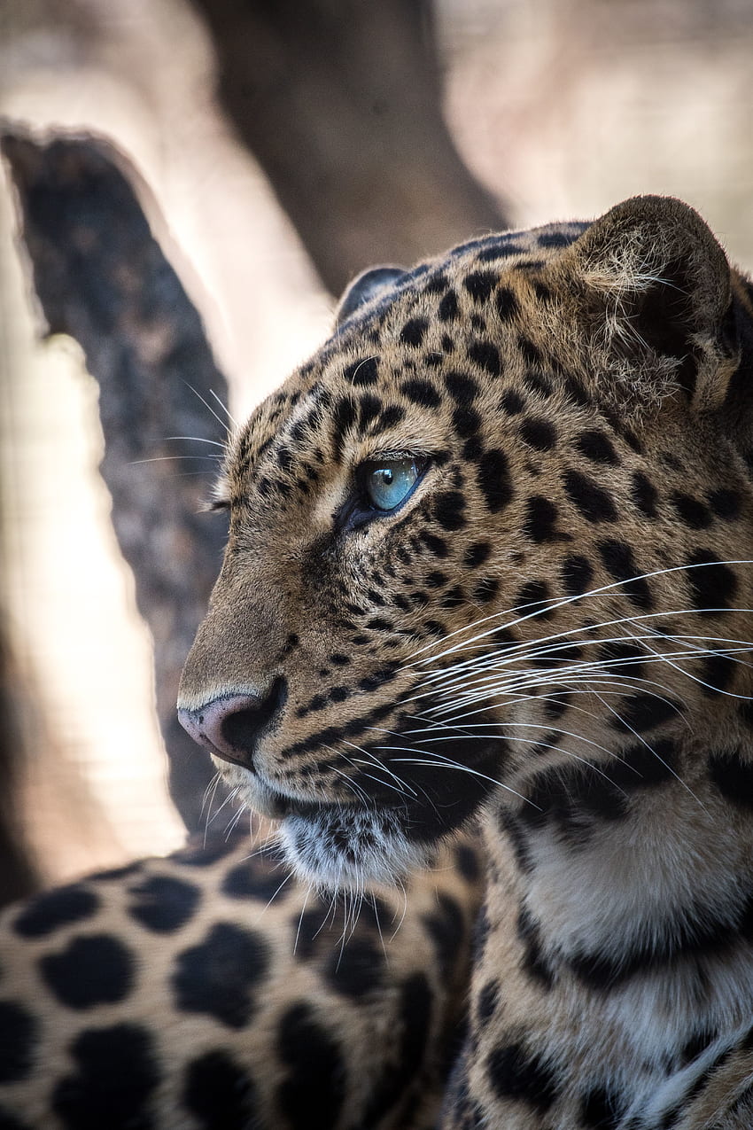 Depredador, confiado, leopardo fondo de pantalla del teléfono
