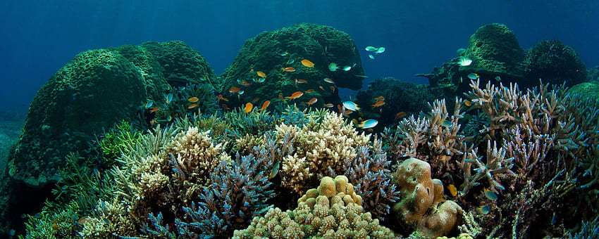 Recifes de corais e peixes no oceano, peixes de tela dupla papel de parede HD